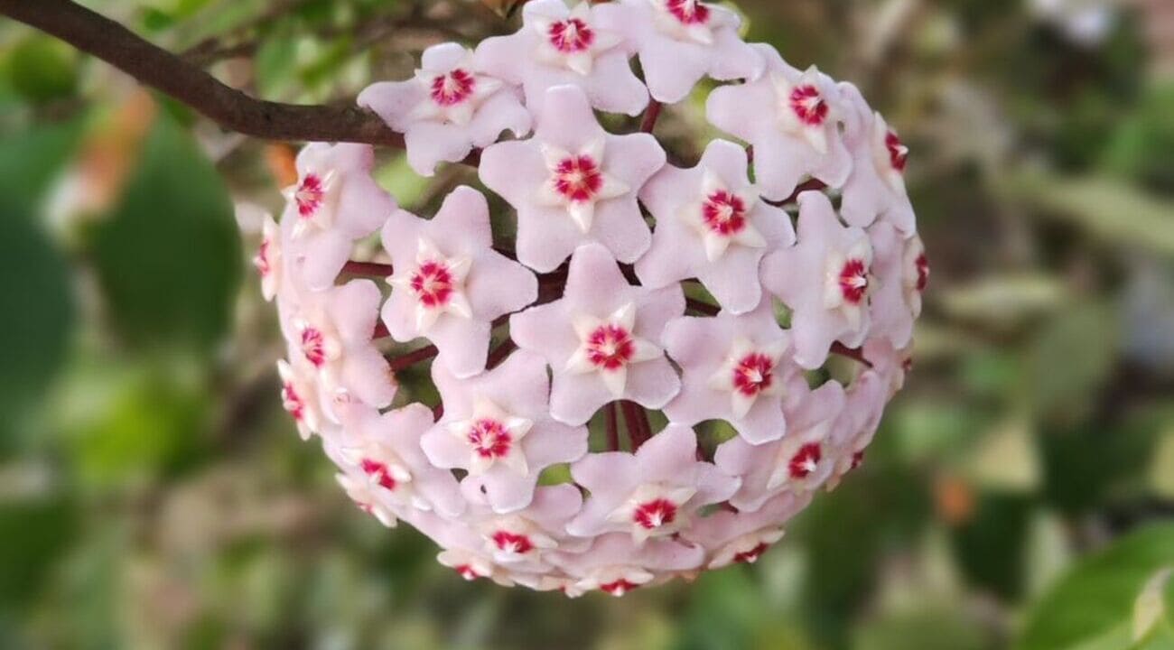 Como estimular a floração da flor-de-cera? Especialistas compartilham 5 dicas para uma floração vigorosa.