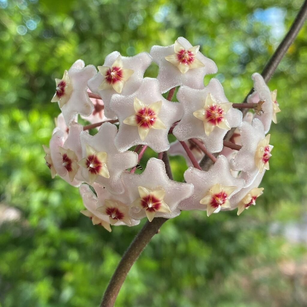 Como estimular a floração da flor-de-cera? Especialistas compartilham 5 dicas para uma floração vigorosa.