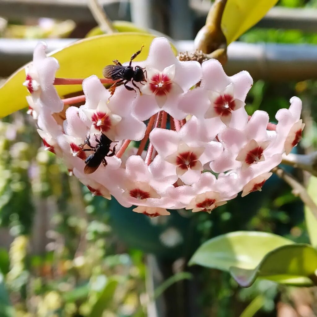 Como estimular a floração da flor-de-cera? Especialistas compartilham 5 dicas para uma floração vigorosa.