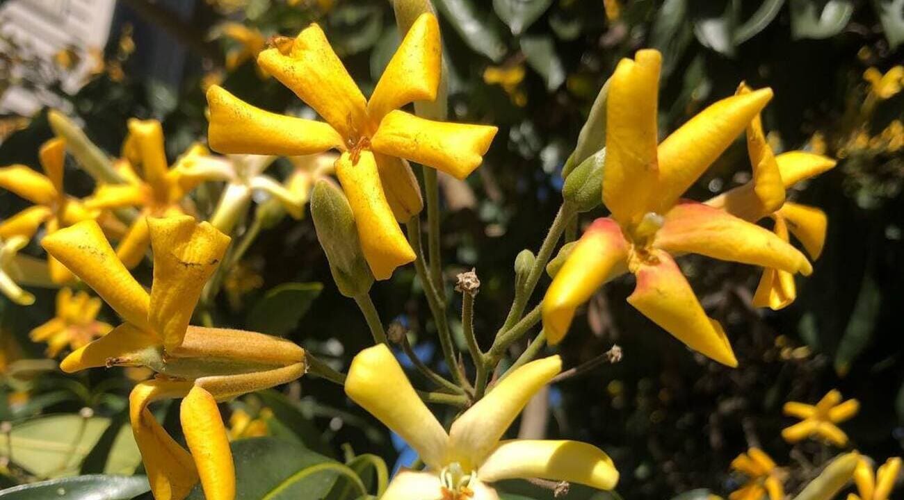 manaca australiano