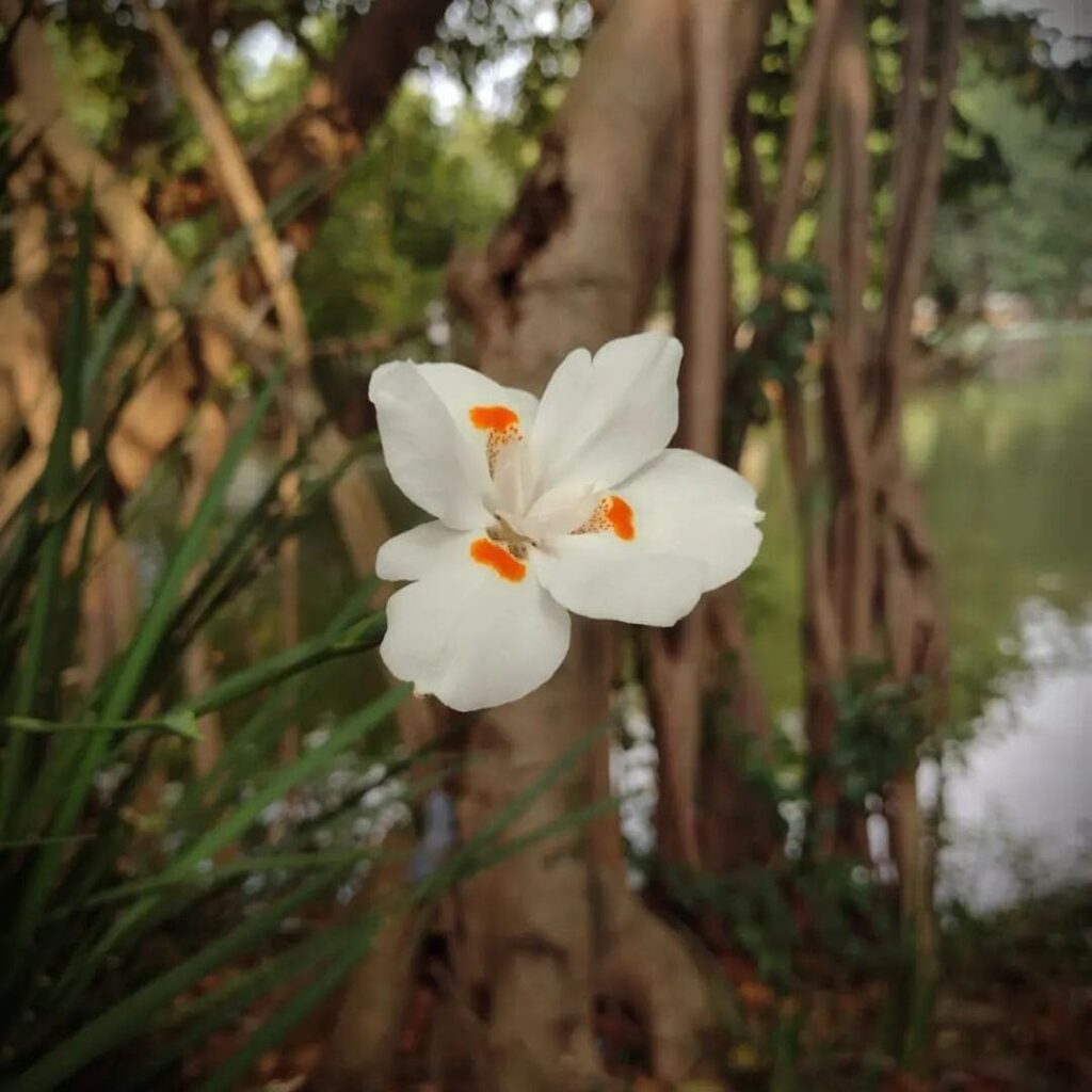 Moréia Branca: Beleza e Praticidade no Jardim