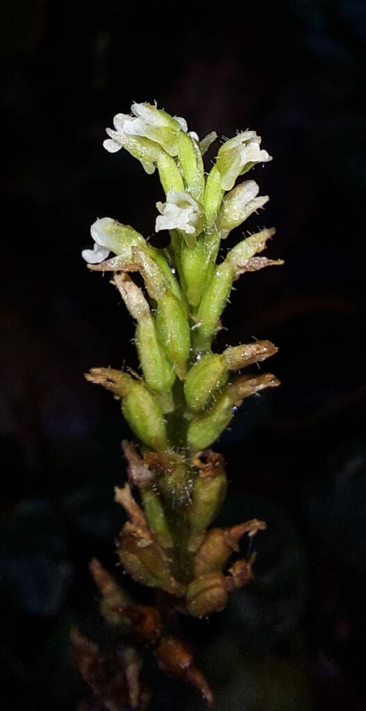 Descoberta Científica: Orquídea Rara Encontrada pela UFPR na Ilha do Mel