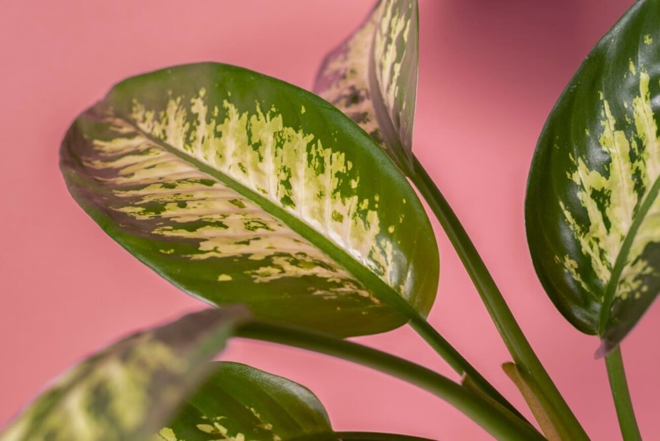 plantas 2025