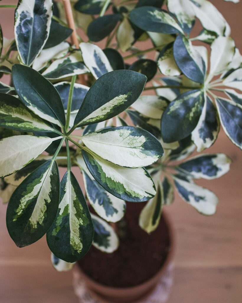 Plantas de Grande Porte para o Hall: Acolha e Enobreça a Entrada da Sua Casa.
