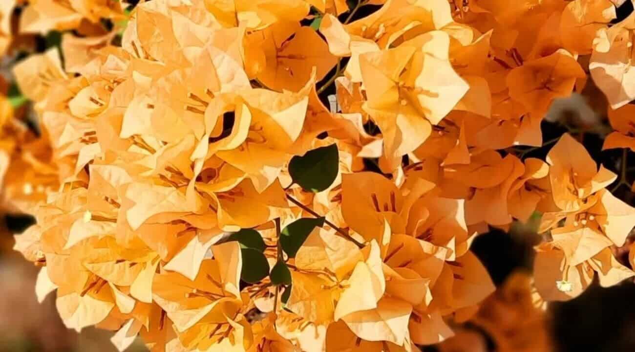 primavera laranja
