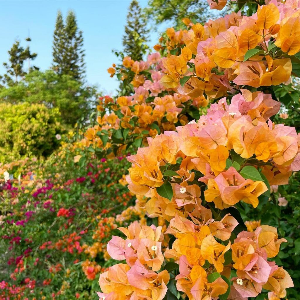 Primavera Laranja: A Bougainvillea que Transforma Paisagens com Cores Intensas