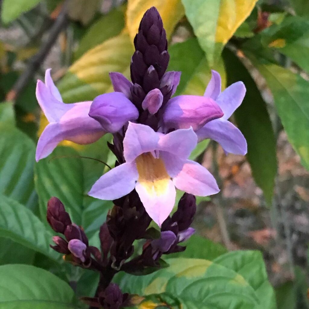5 flores de cor lilás para criar um ambiente harmonioso e cheio de vida em seu jardim.