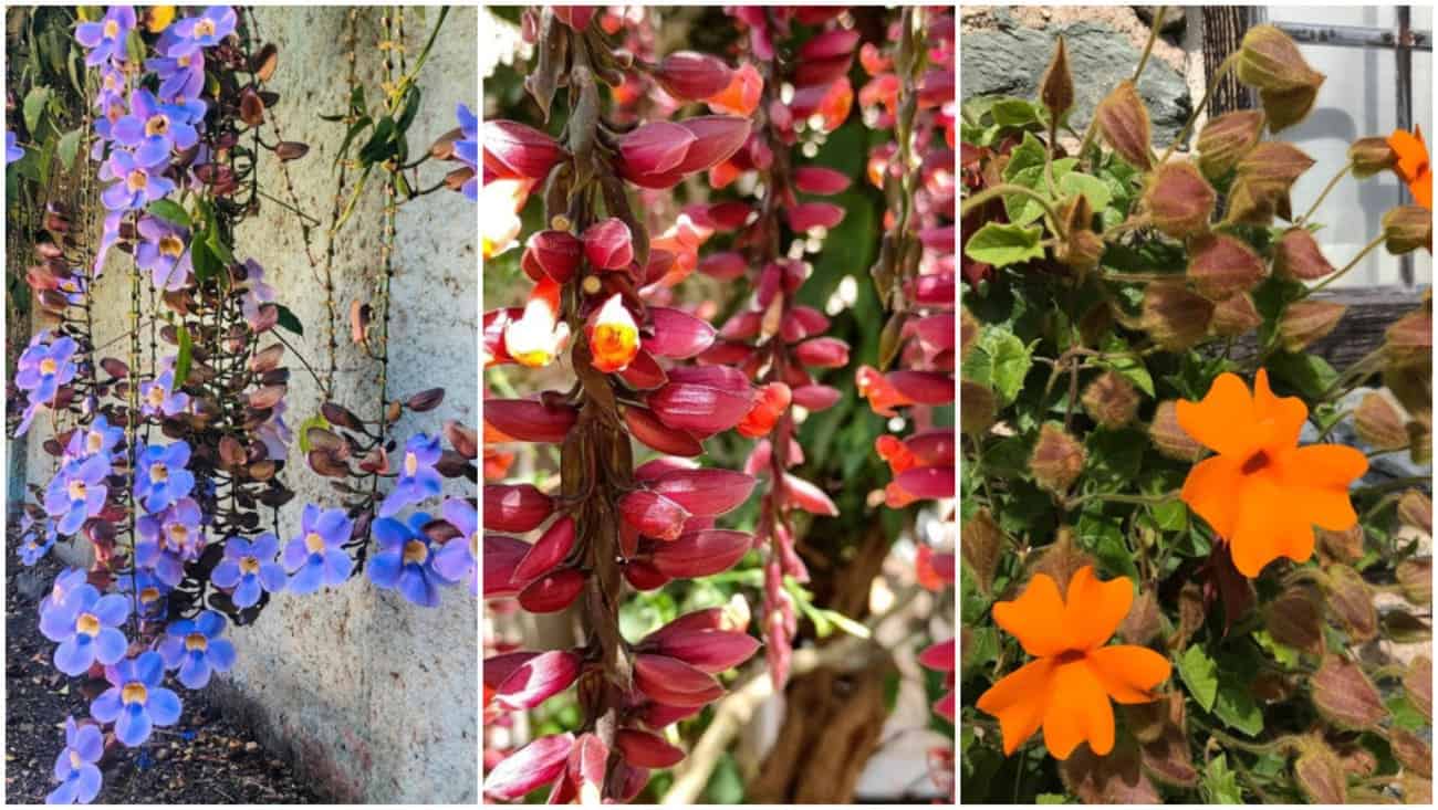 Se encante por 8 espécies de Thunbergias para Transformar seu Jardim em um Paraíso Natural