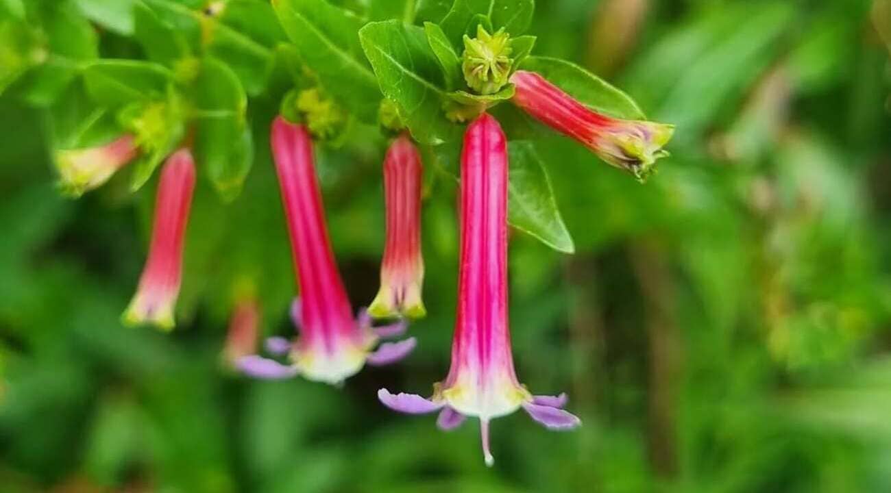Cuphea ignea