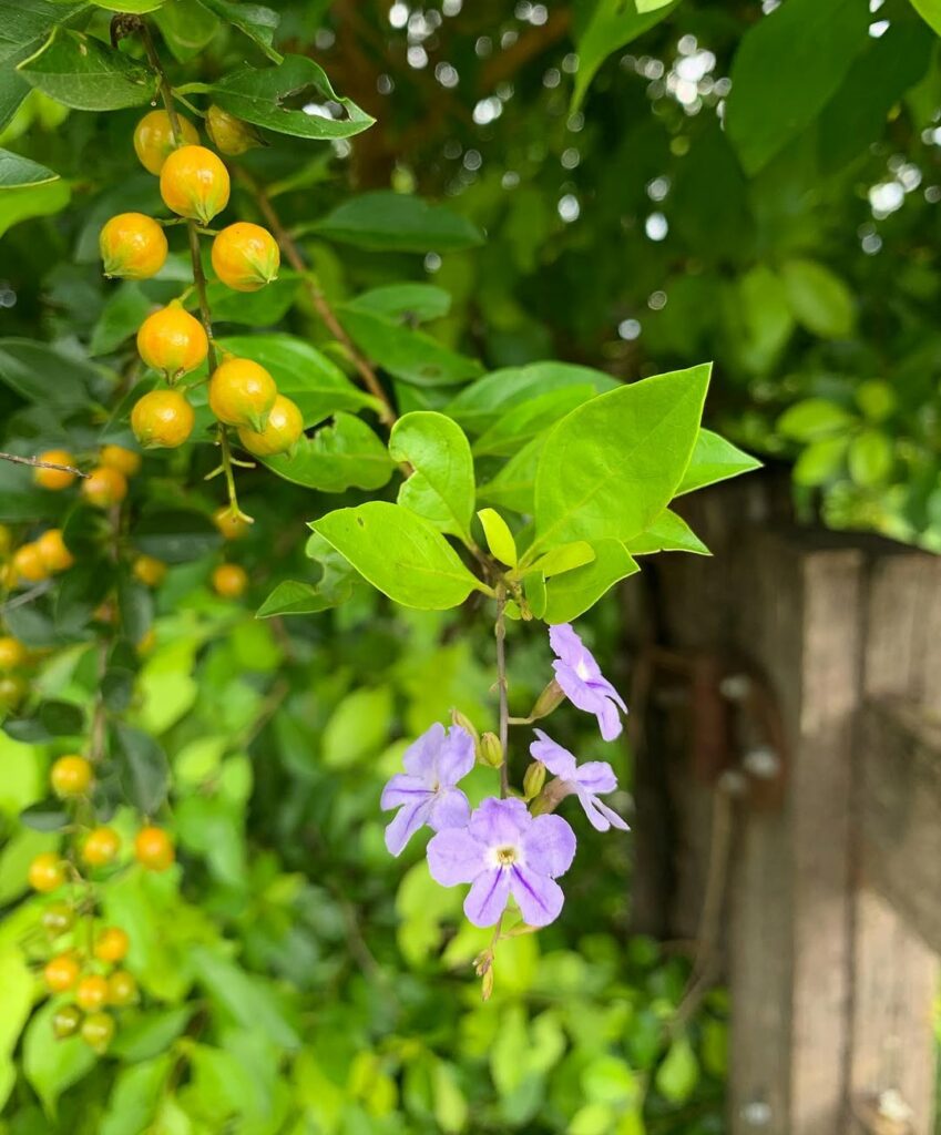Frutos ornamentais: plantas que mantêm o jardim bonito o ano inteiro