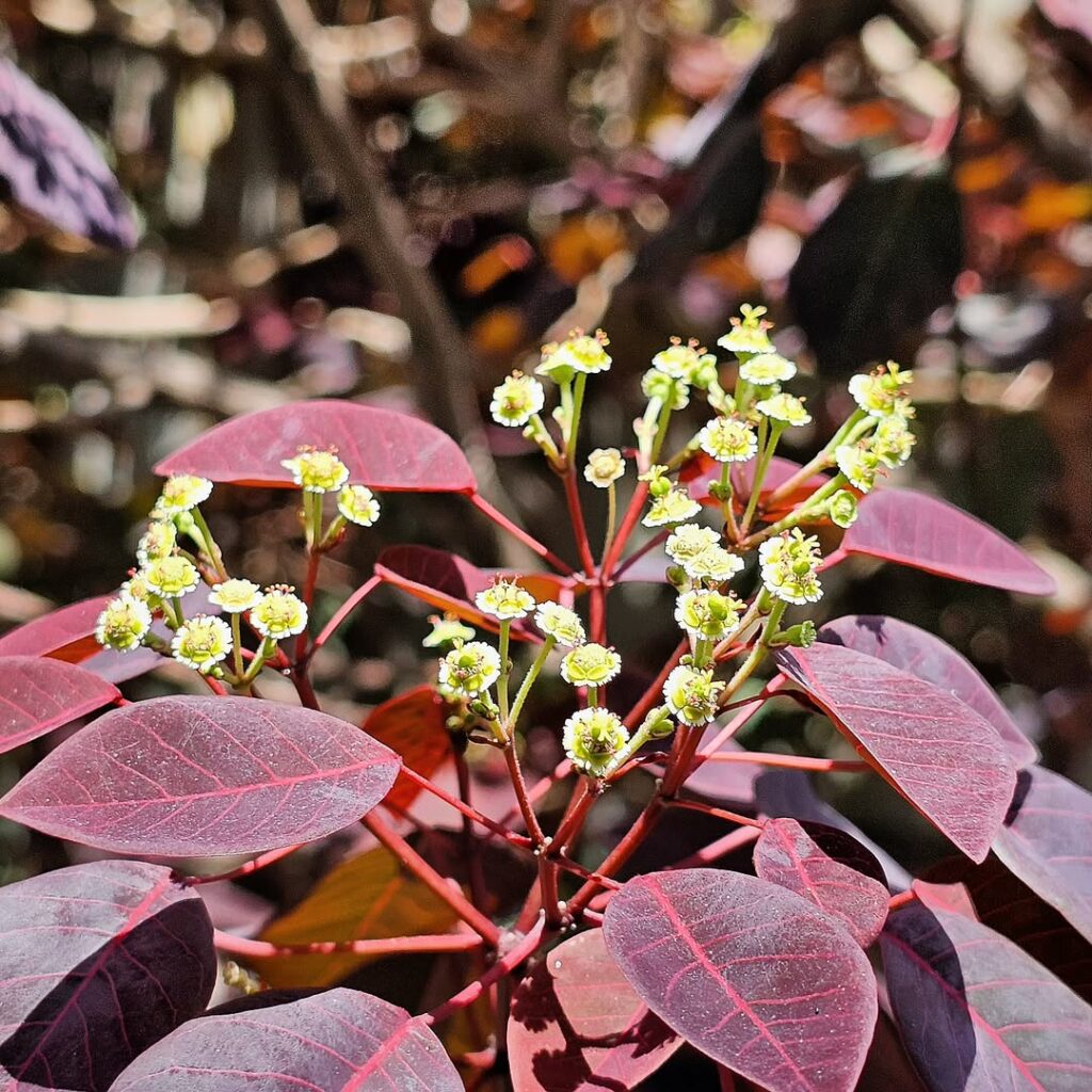 Leiteiro-vermelho (Euphorbia cotinifolia): Uma planta encantadora, mas perigosa!
