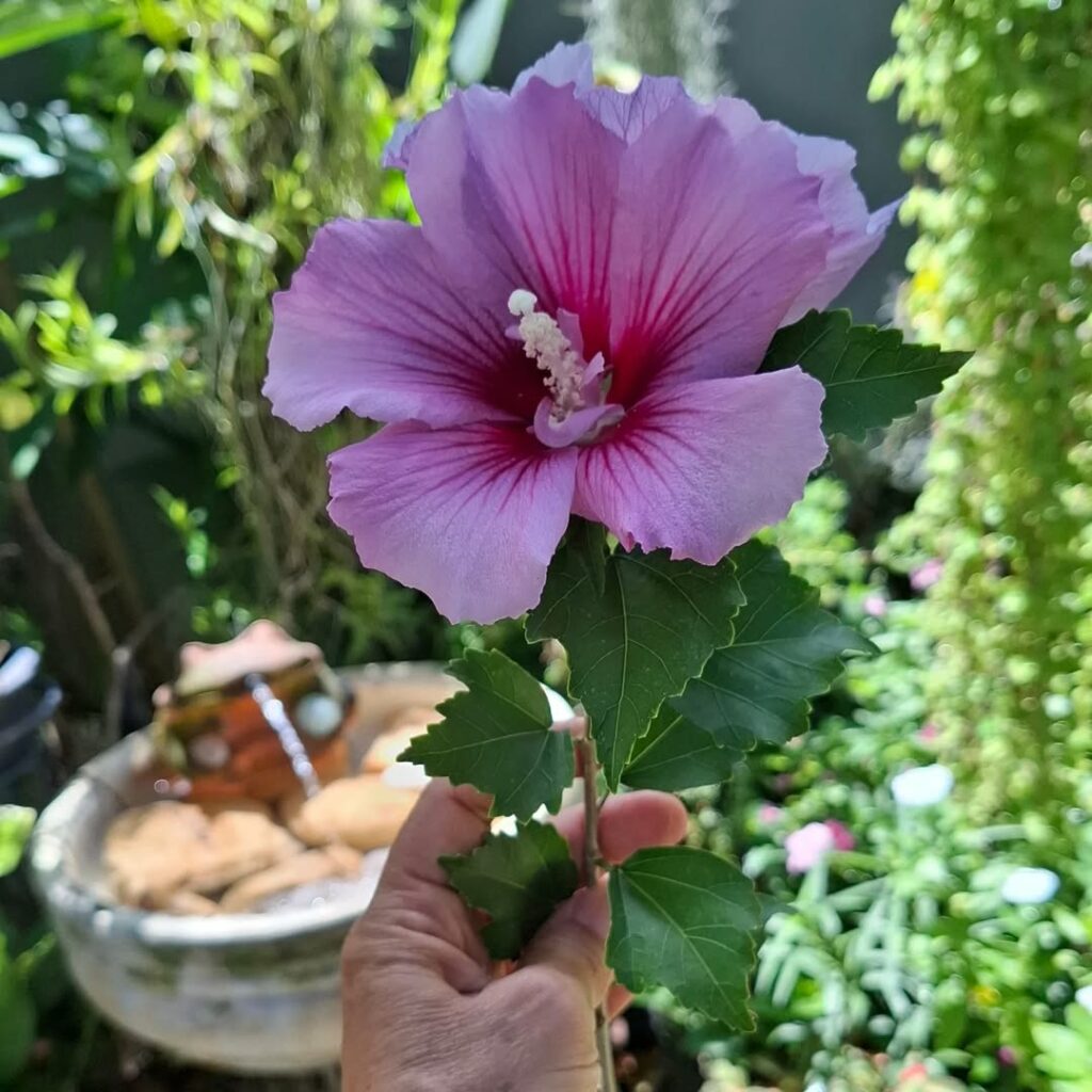Hibisco-da-Síria: a beleza resistente que encanta e nutre os jardins