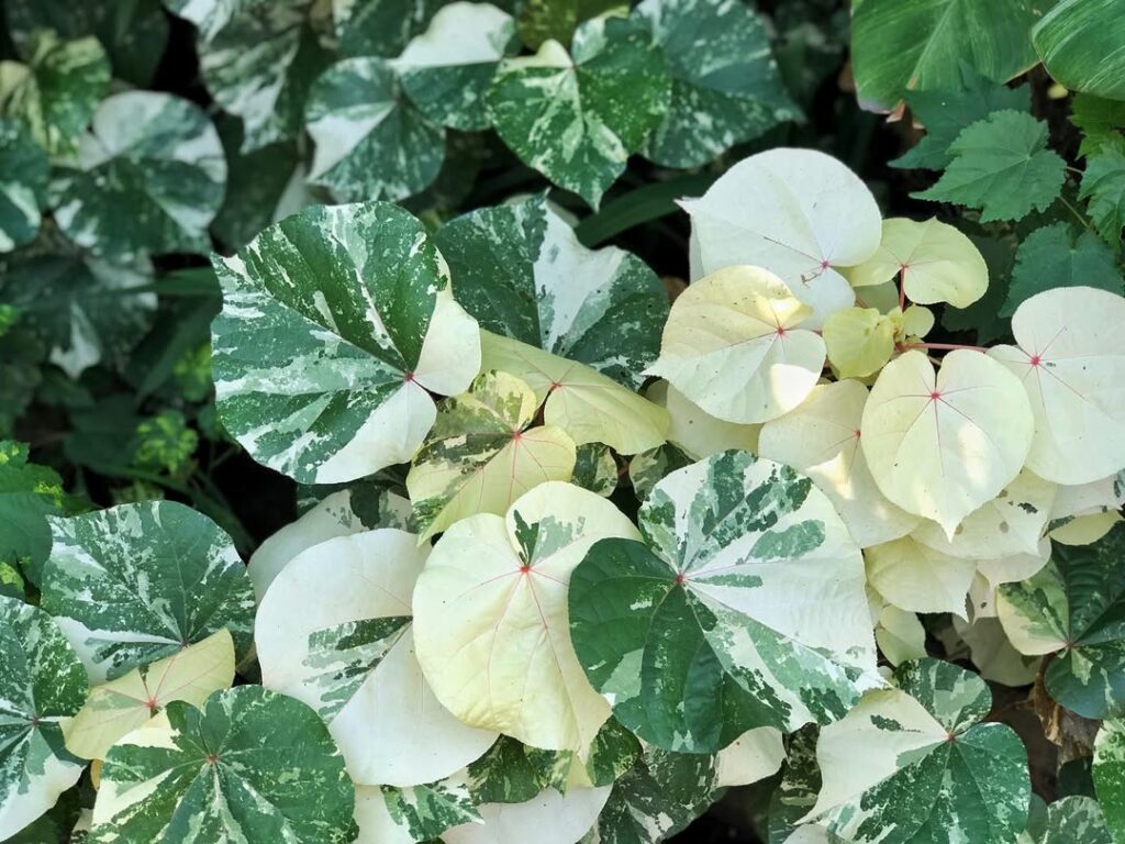 Algodoeiro-da-praia variegata: a elegância tropical que transforma paisagens