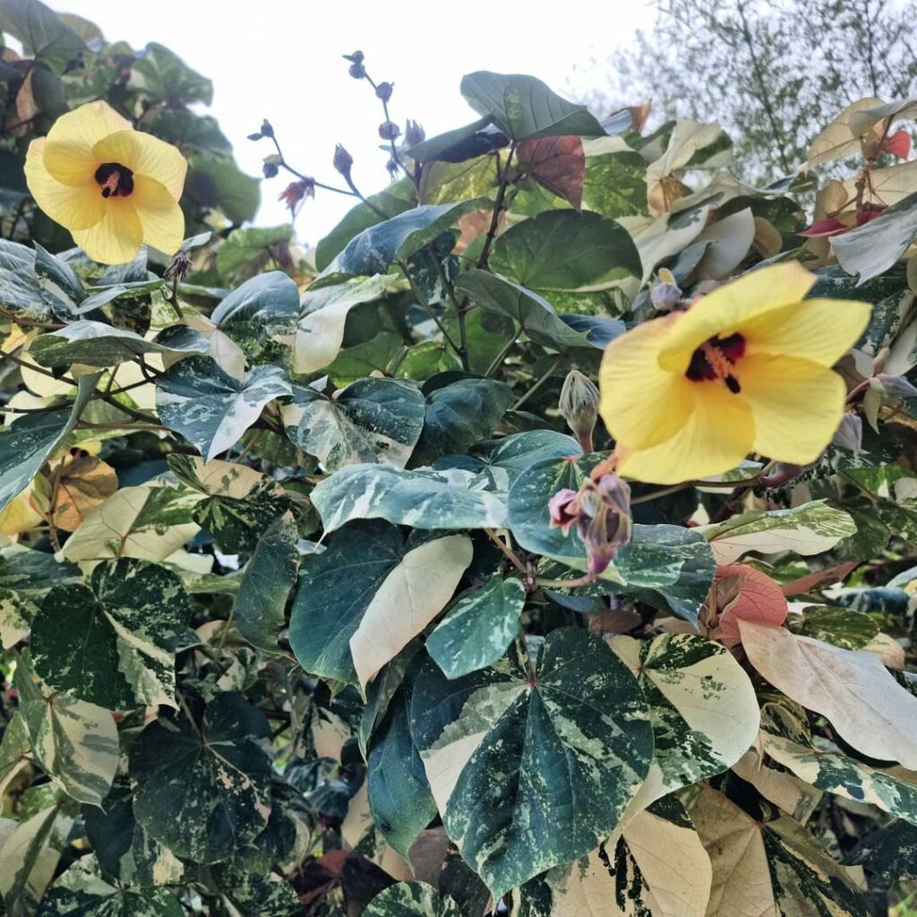 Algodoeiro-da-praia variegata: a elegância tropical que transforma paisagens