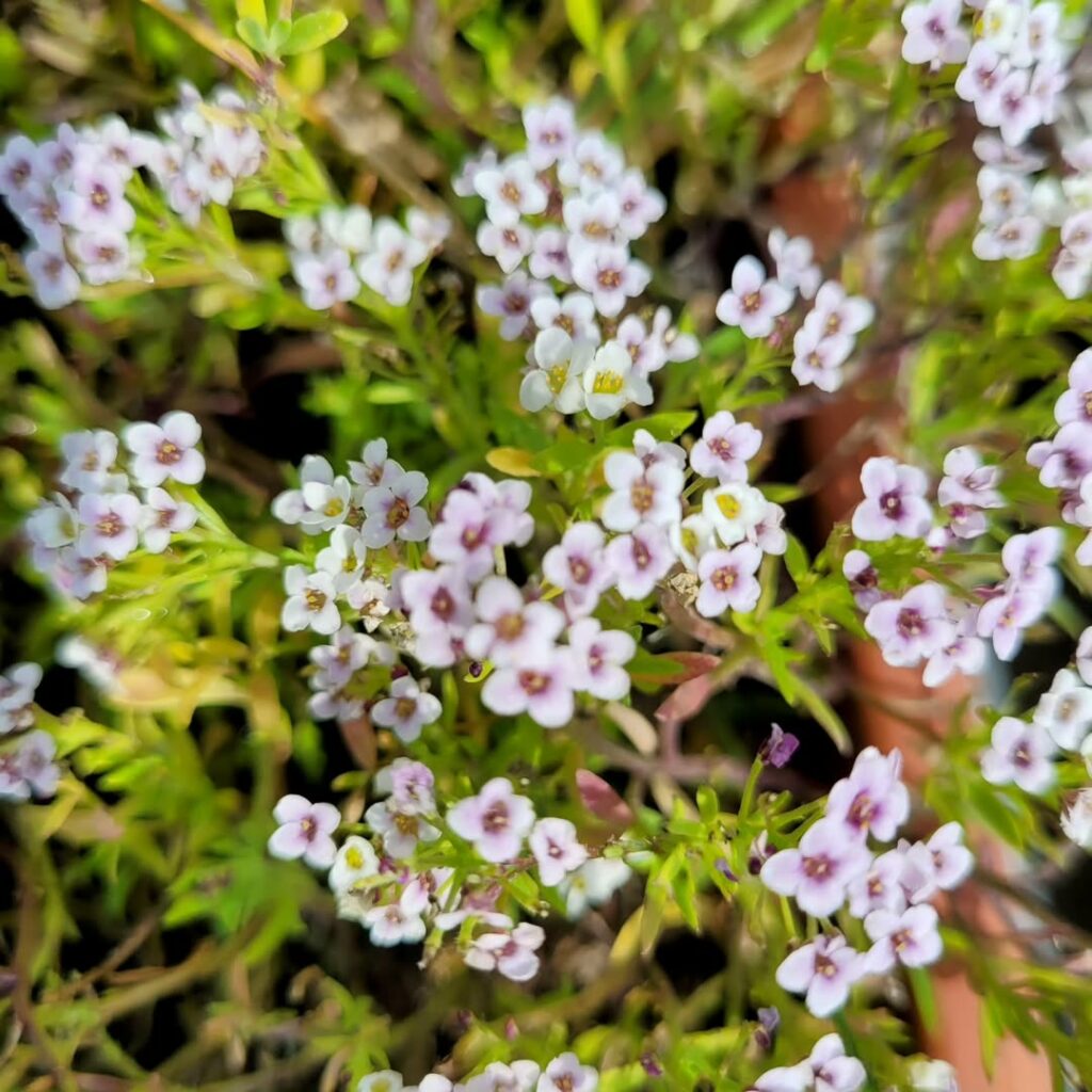 Álisso: como cultivar a flor que atrai borboletas e abelhas