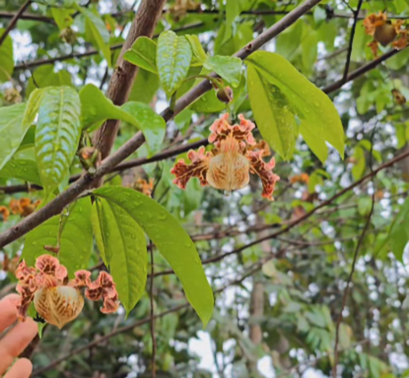 Árvore-orquídea: a beleza exótica da Monodora angolensis