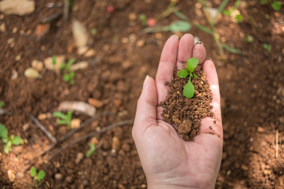 Bokashi: um composto orgânico essencial para solos saudáveis
