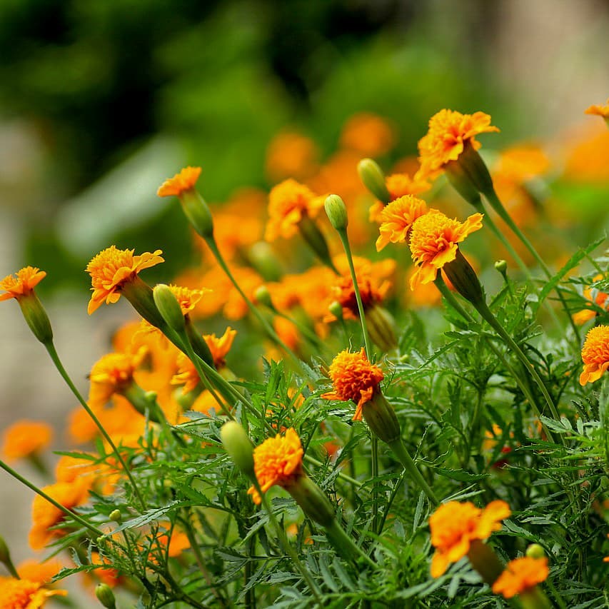 Margaridão (Tithonia diversifolia): características, versatilidade e cuidados com a "mão-de-Deus".