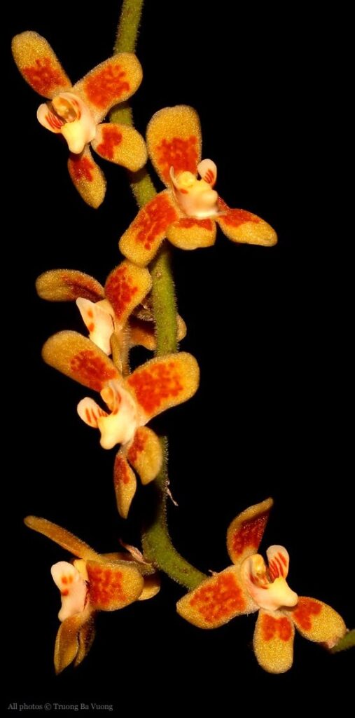 Chiloschista quangdangii: A orquídea sem folhas que foi descoberta em hotspot de biodiversidade mundial