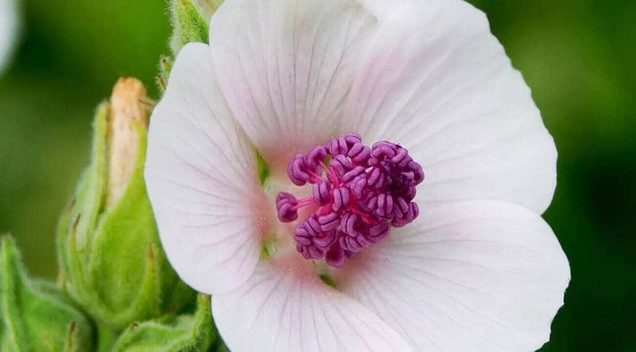Ter um planta marshmallow em casa é mais do que cultivar uma planta; é investir em bem-estar e sofisticação.