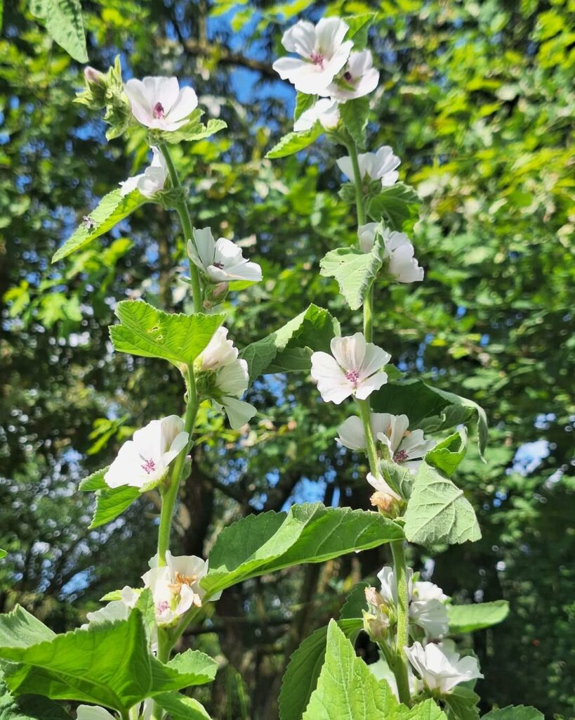 Ter um planta marshmallow em casa é mais do que cultivar uma planta; é investir em bem-estar e sofisticação.