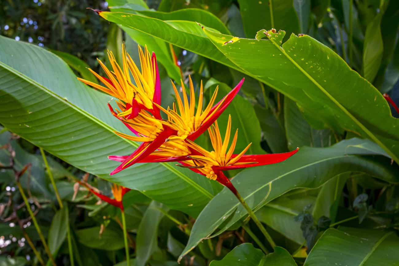 As 10 melhores plantas para canteiros!