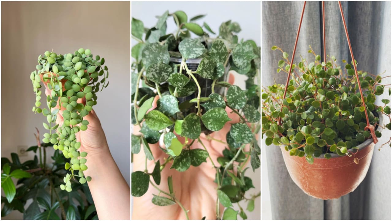 plantas pendentes