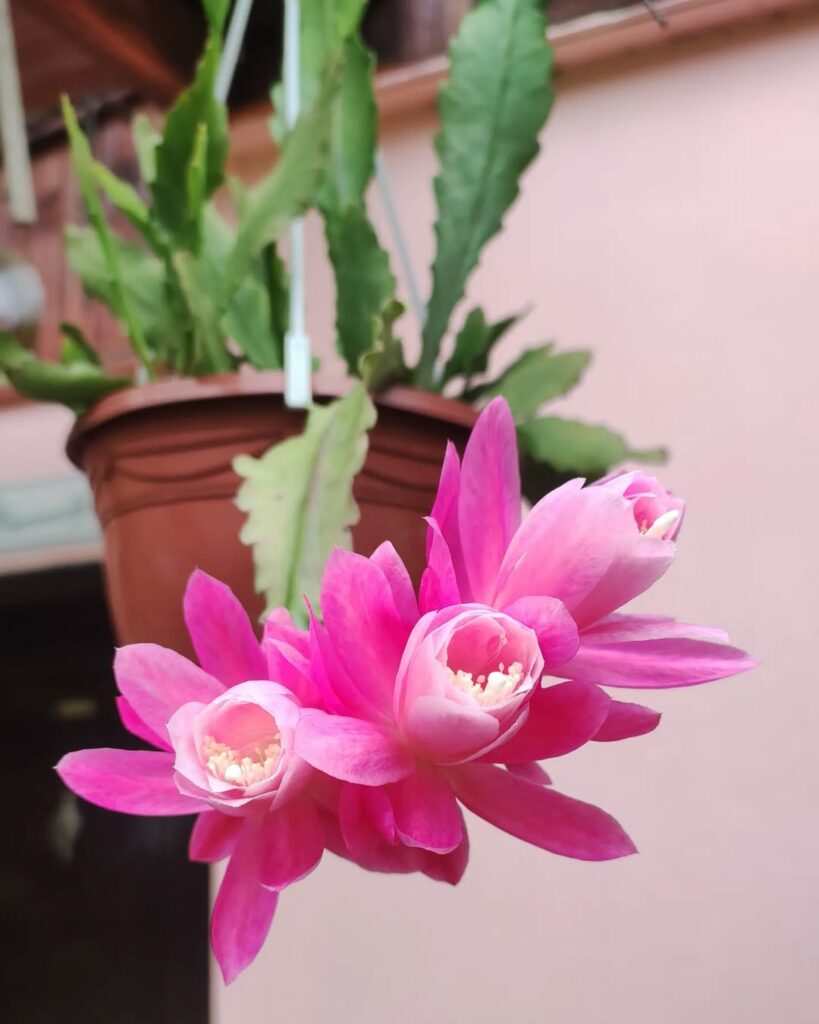 6 cactos pendentes fáceis de cuidar para ter em casa.