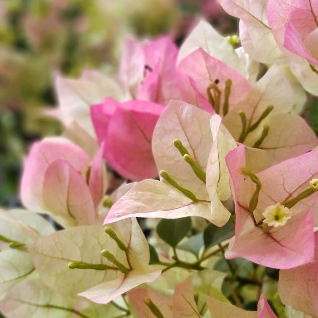 Aquelas "flores" coloridas da bouganville são, na verdade, folhas e isso explica um dos maiores paradoxos da jardinagem