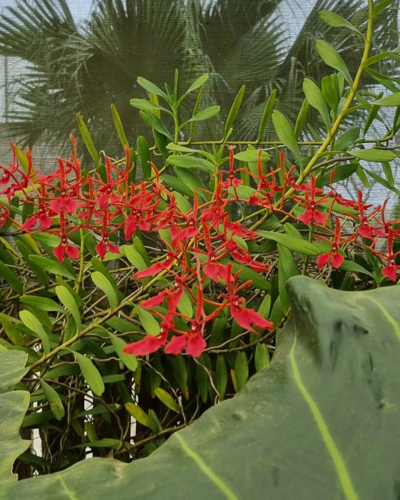 Renanthera coccinea: a orquídea de vibrante tom escarlate e formas únicas