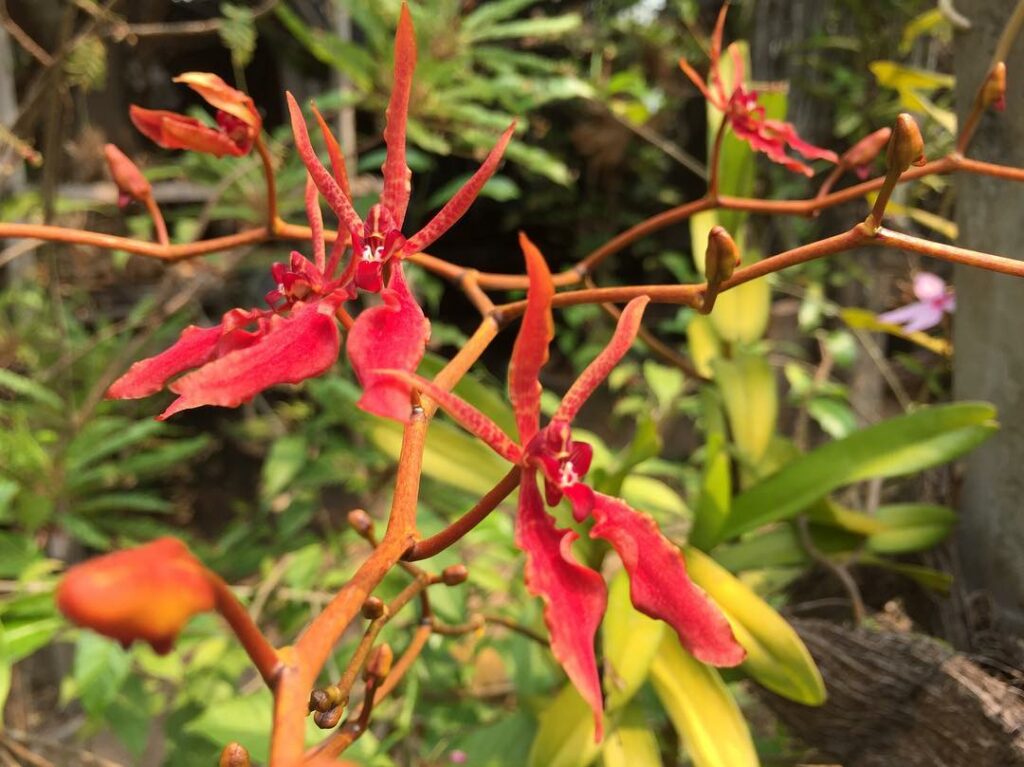 Renanthera coccinea: a orquídea de vibrante tom escarlate e formas únicas