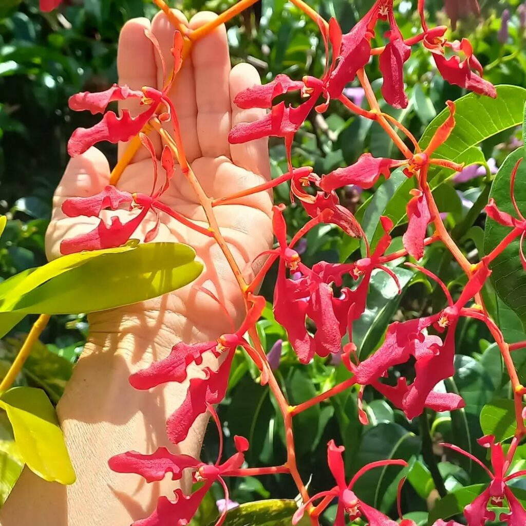 Renanthera coccinea: a orquídea de vibrante tom escarlate e formas únicas