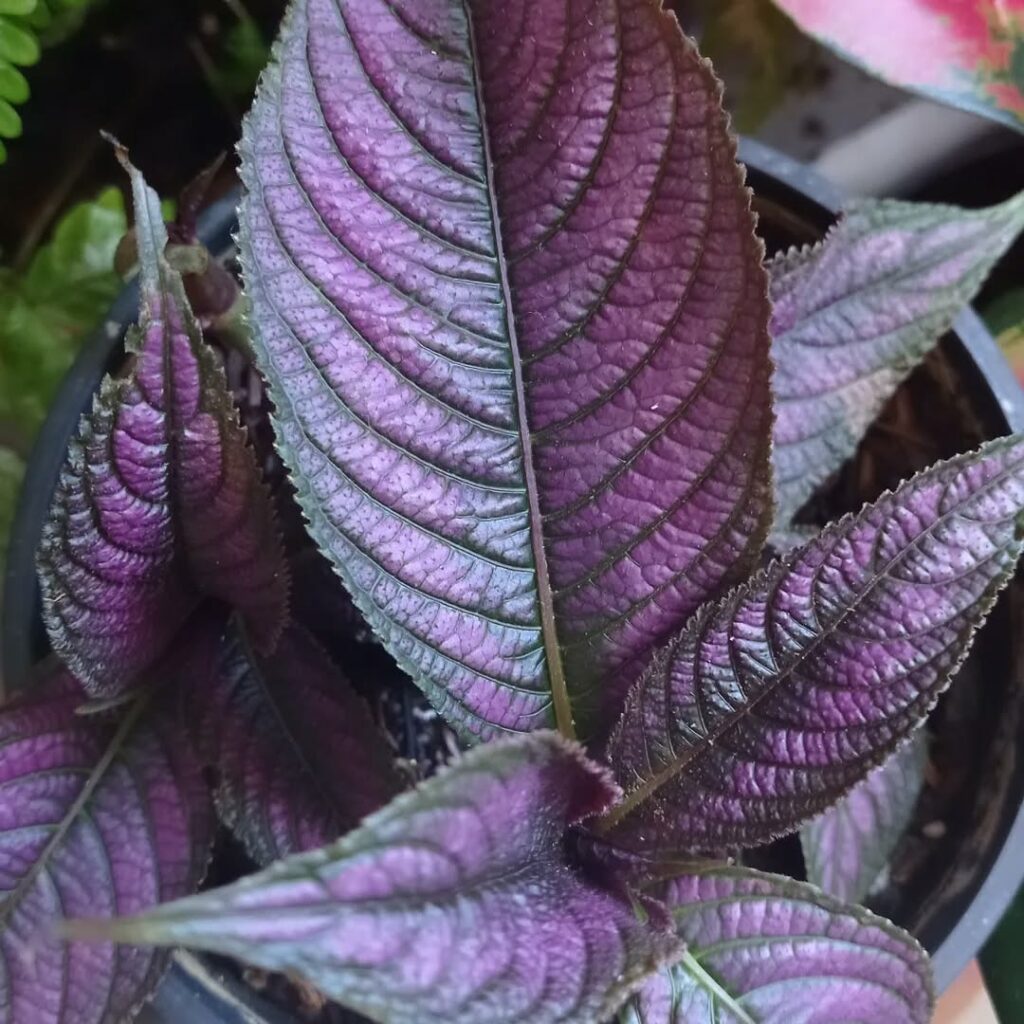 Saiba porque a Escudo-persa (Strobilanthes dyeriana) é uma das folhagens mais lindas do mundo.