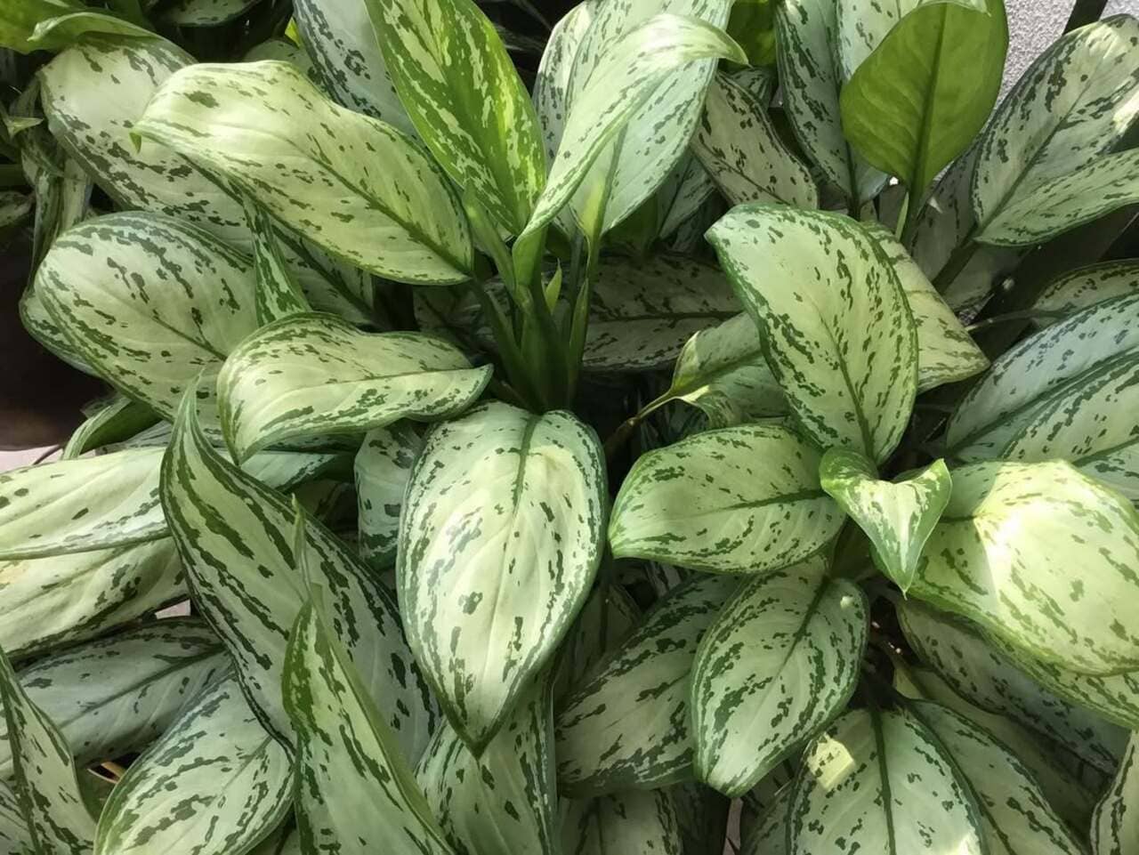 Aglonema: por que essa planta virou aposta segura em apartamentos e escritórios