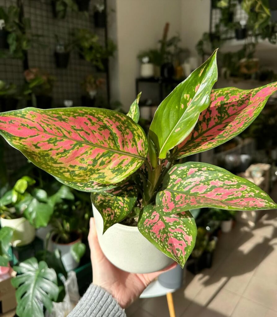 Aglonema: por que essa planta virou aposta segura em apartamentos e escritórios