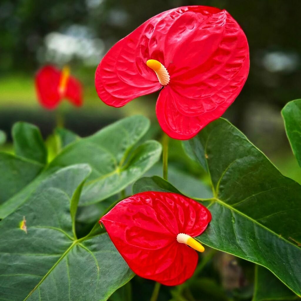 5 Flores que "vão pra frente" na Sombra