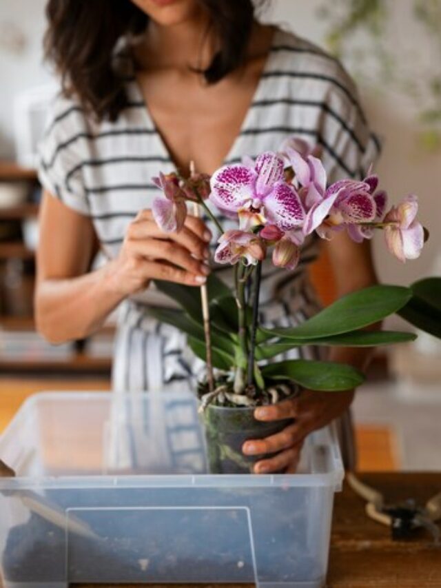 cropped-orquidea-2.jpg