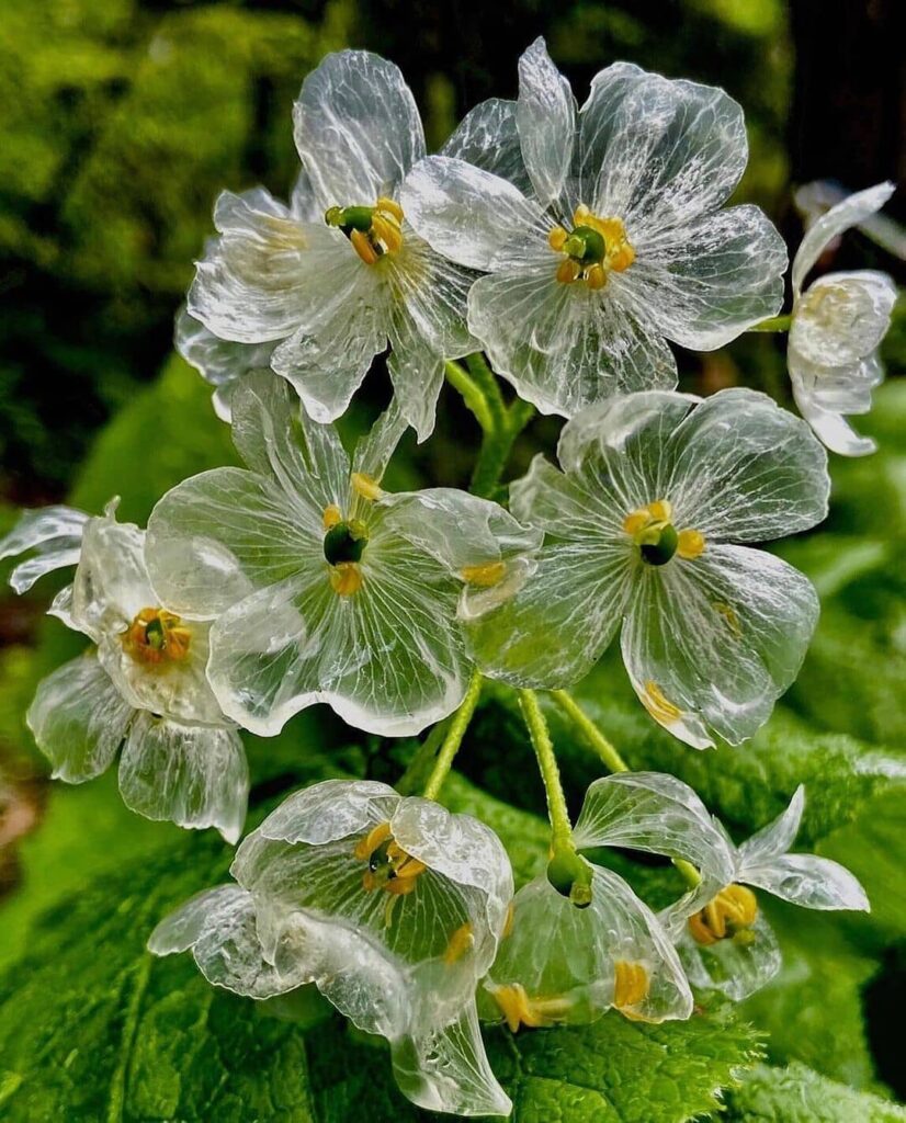 Diphylleia grayi: A Curiosa Flor Esqueleto