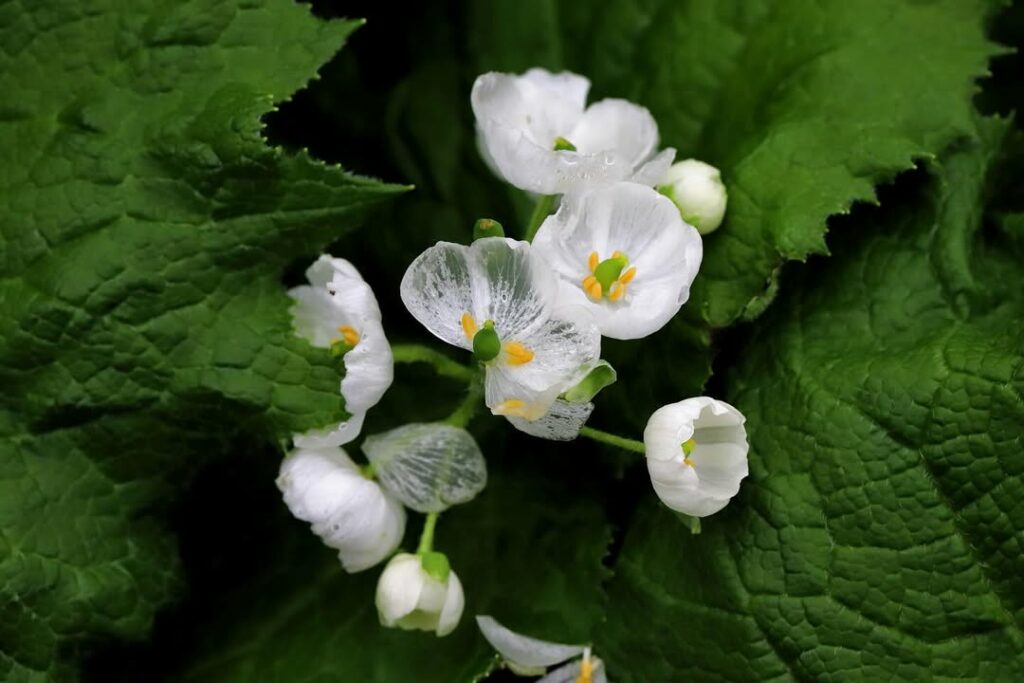 Diphylleia grayi: A Curiosa Flor Esqueleto