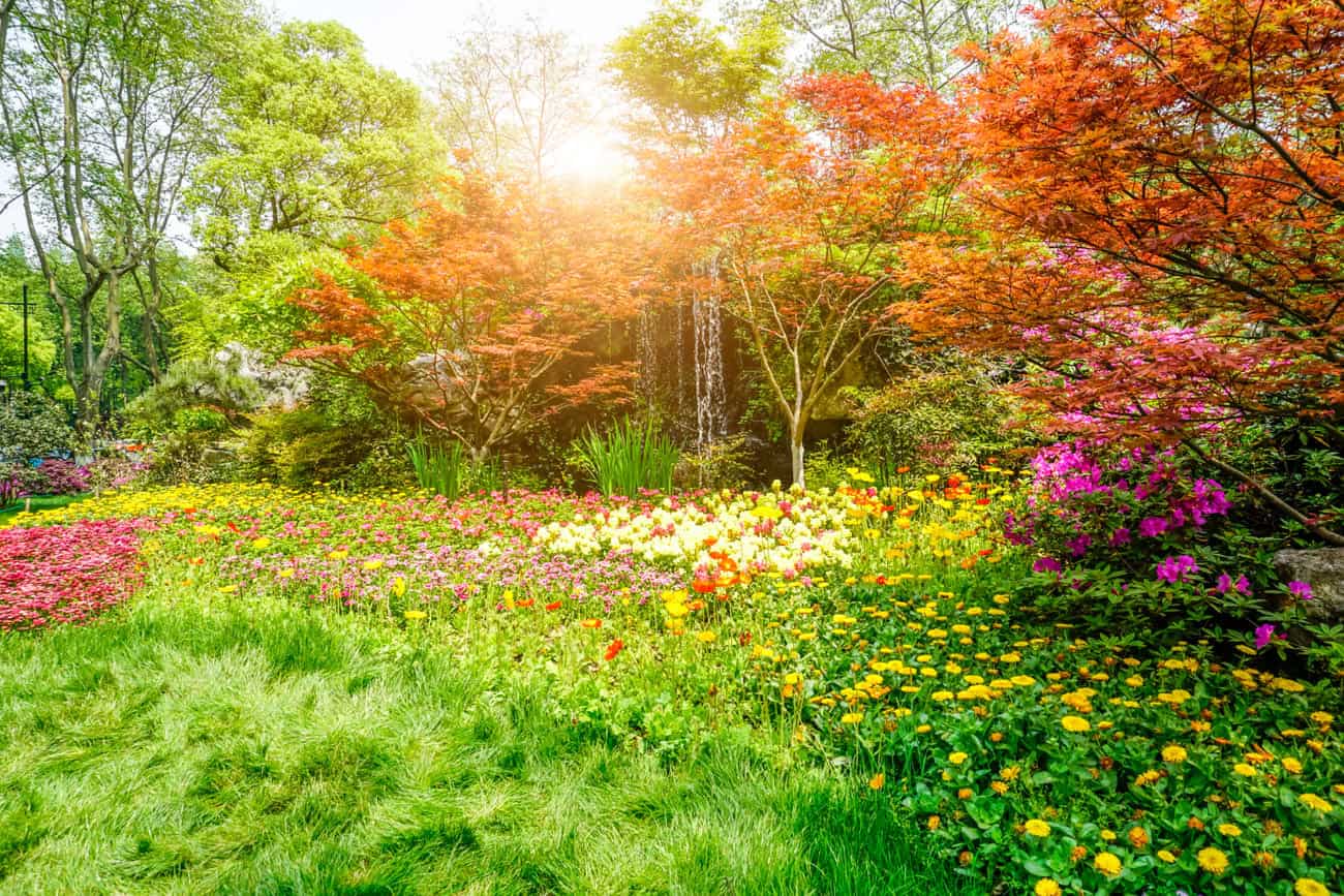 Flores de Janeiro: Harmonia e Inspiração para Começar o Ano