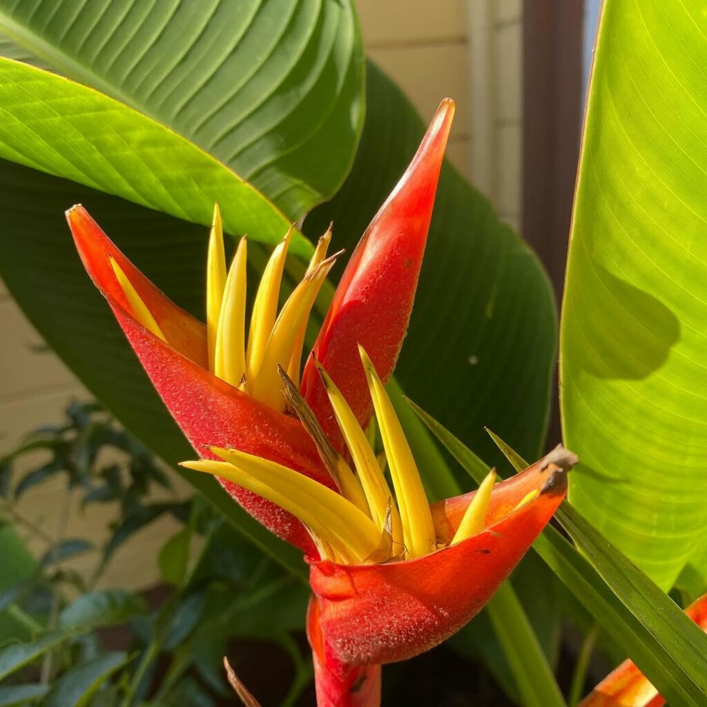 Plantas deslumbrantes para transformar sua piscina em um refúgio tropical