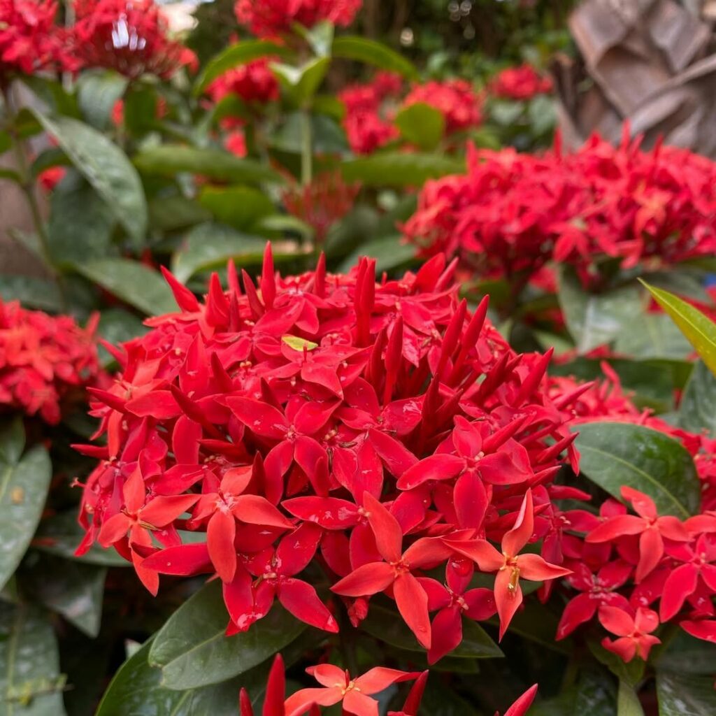 5 Flores que iluminam dezembro em casa e no jardim