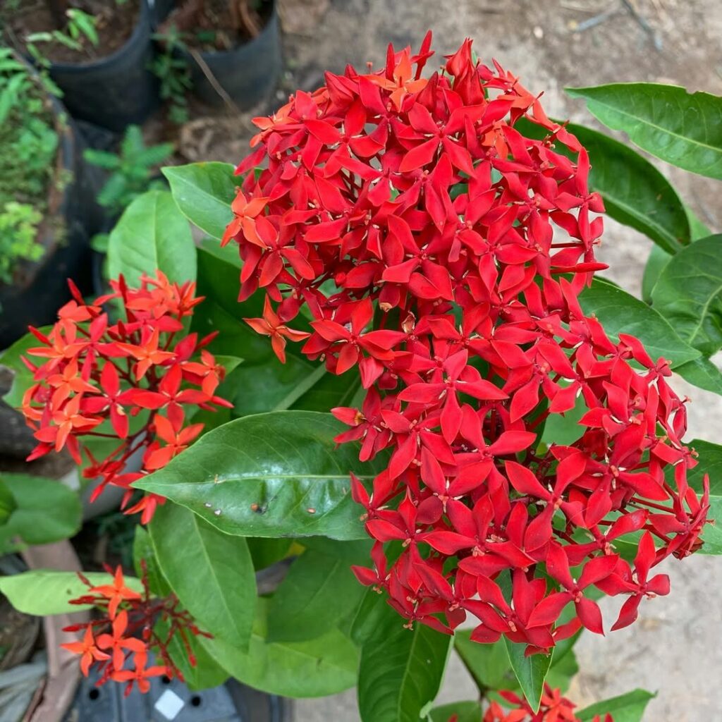 Ixora: A estratégia de floração perpétua que transforma a dinâmica de polinizadores em jardins urbanos