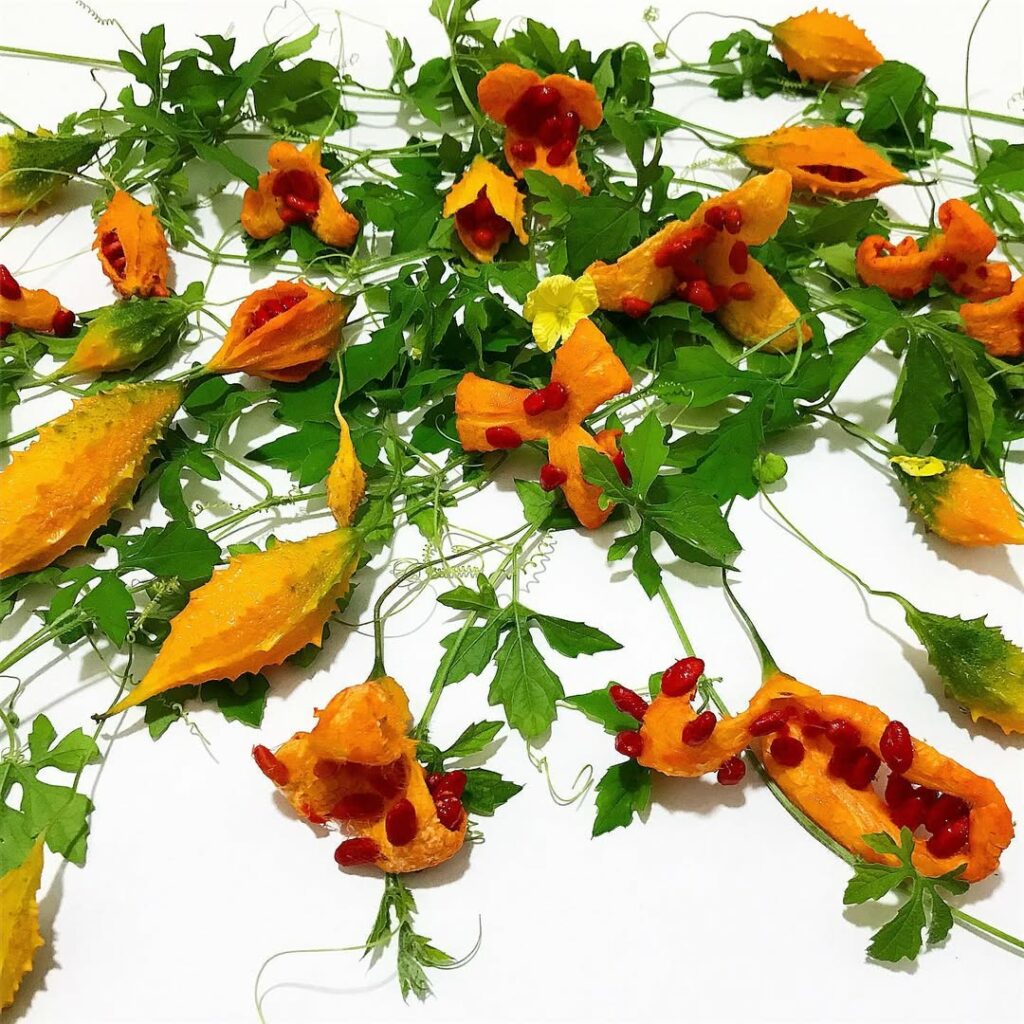 A planta que parece perigosa, mas é um tesouro natural da medicina caseira