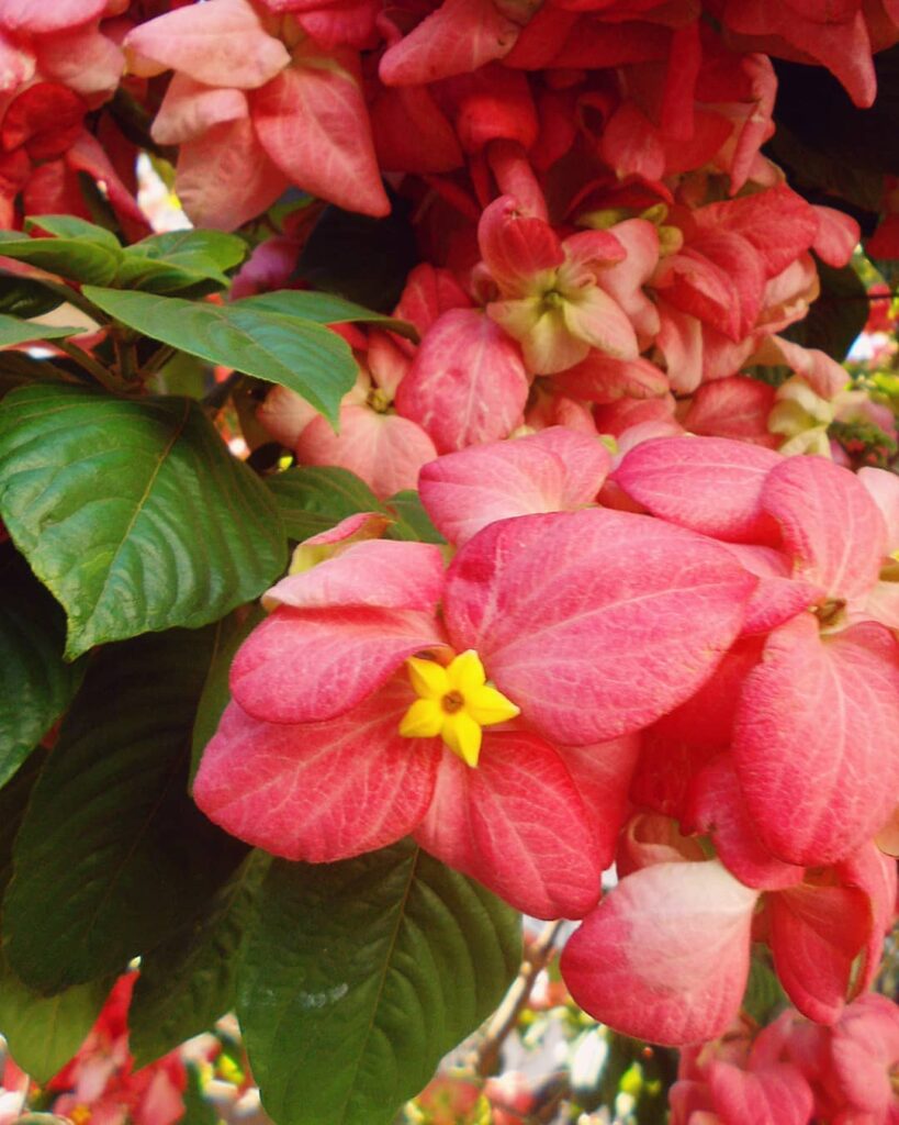 Mussaenda-rosa (Mussaenda alicia): uma planta arbustiva muito utilizada no paisagismo urbano.