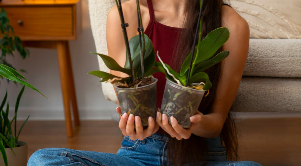 Adubo caseiro para orquídeas: o que realmente funciona para fazer sua planta florir com força total
