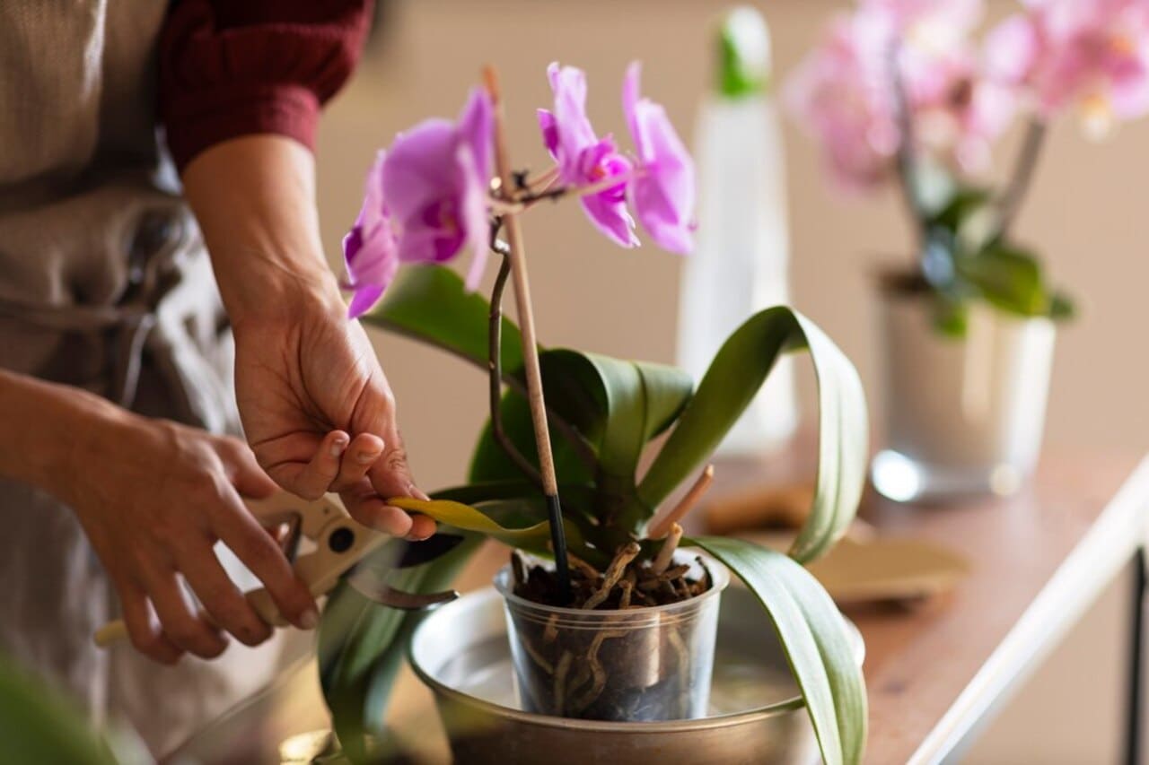 Como plantar orquídeas em vasos de plástico?