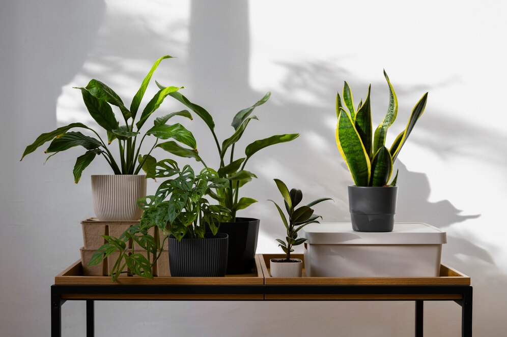 Ter muitas plantas em casa atrai o mosquito da dengue?