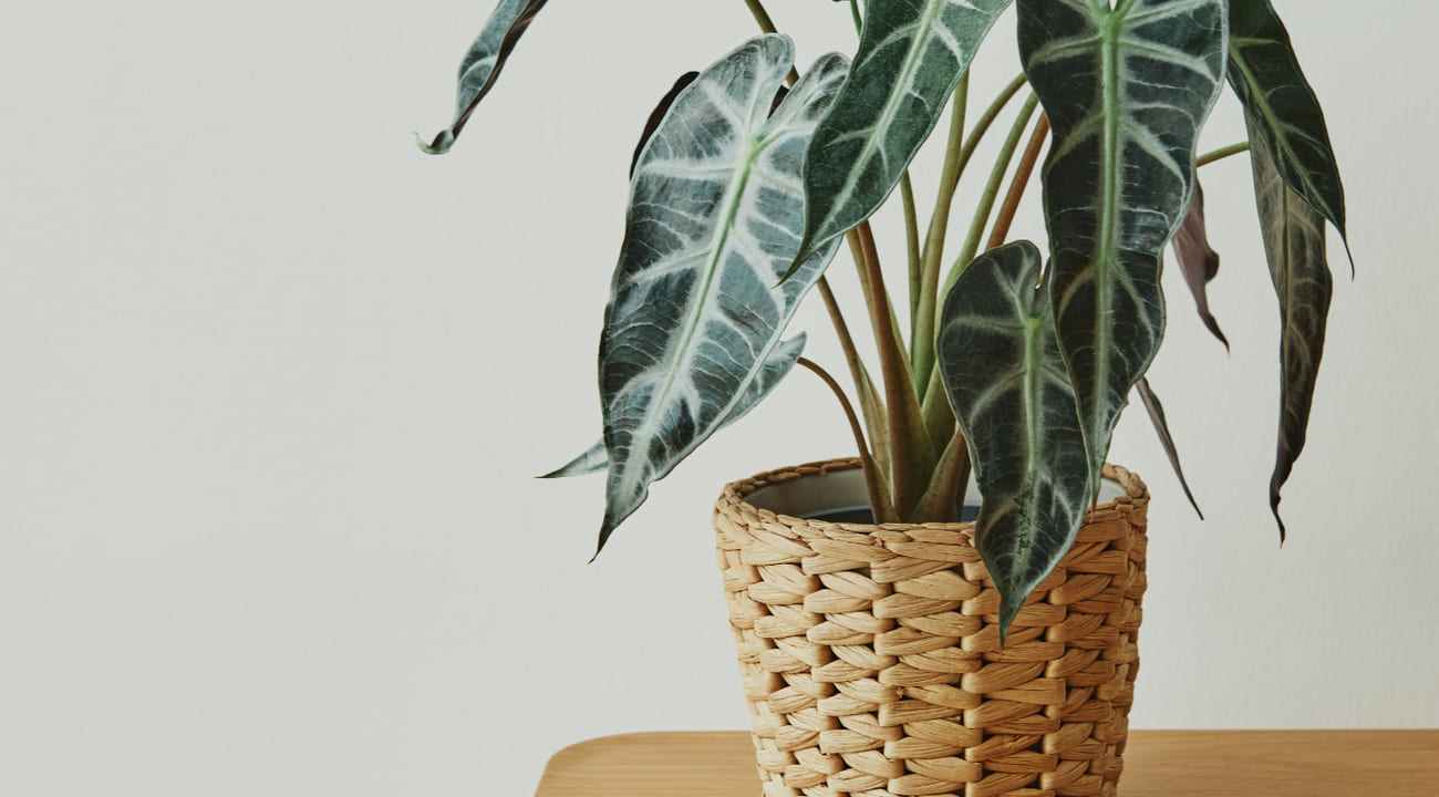 plantas mesa