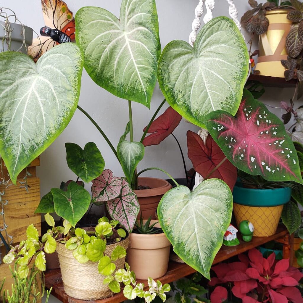 Seu Caladium não morreu! Eles apenas "dormiu".
